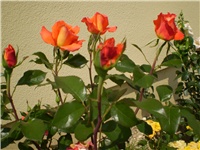 0cc64d5e-Picture 2244.jpg